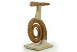 Early Devonian Ammonoid (Anetoceras) With Cephalopod #322507-2